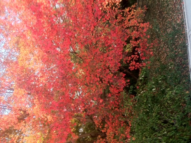 Fall colors from my back yard