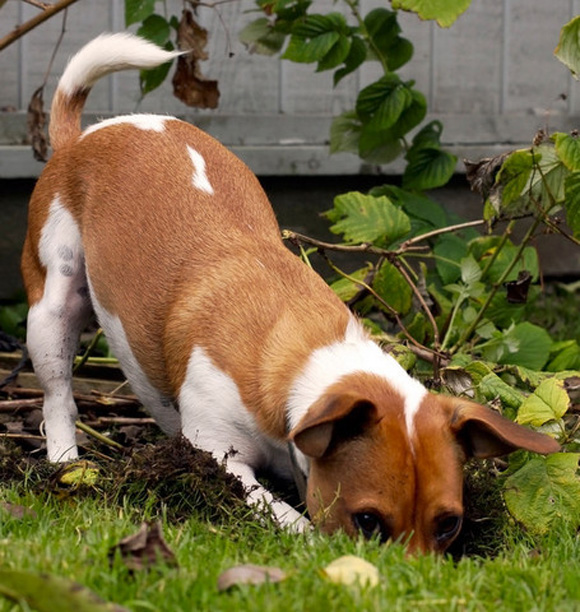 Digging Or Doing?